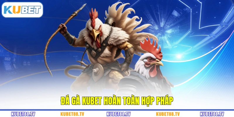 Đá gà KUBET hoàn toàn hợp pháp